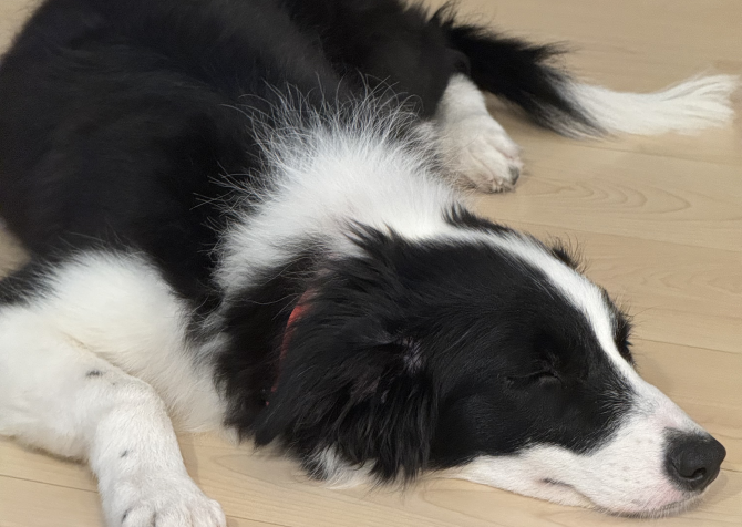 5 aylık b scrli dişi border collie